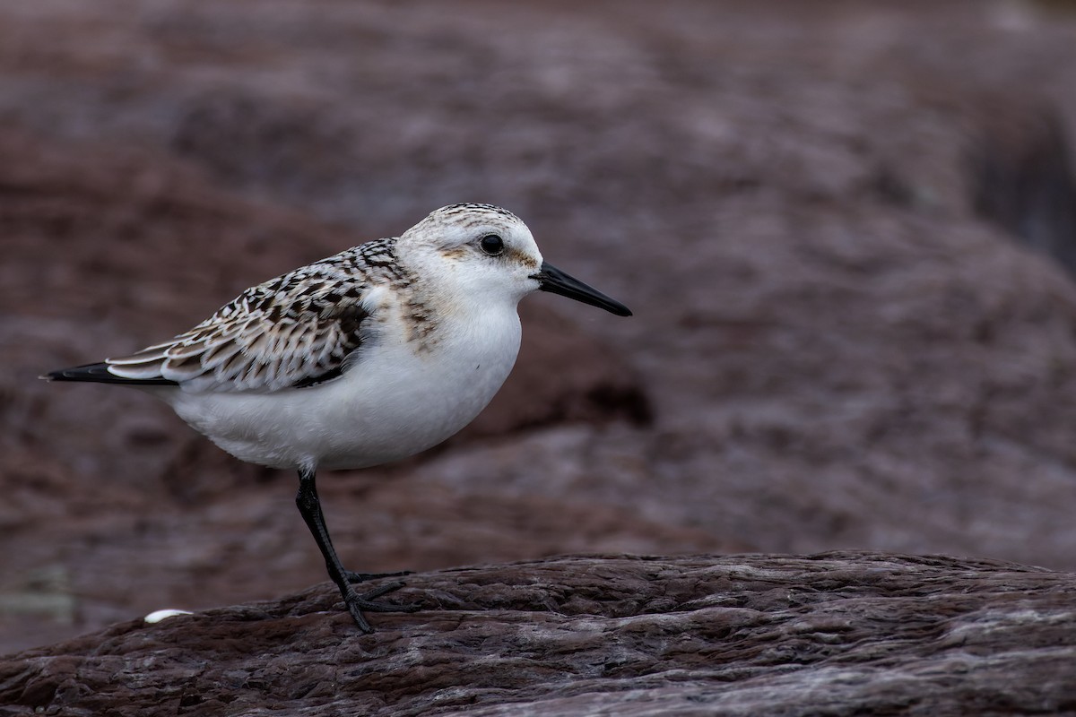 Sanderling - ML609037062