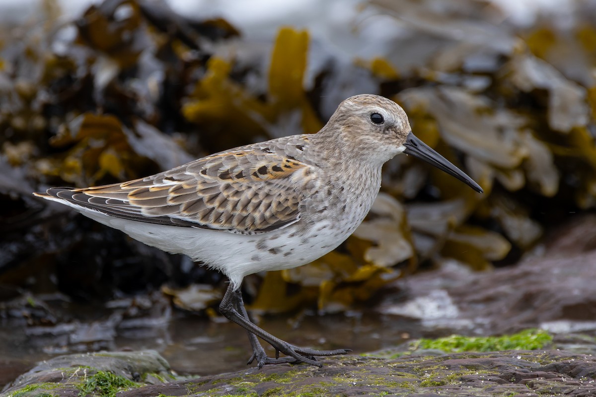 Dunlin - Stéphane Lair