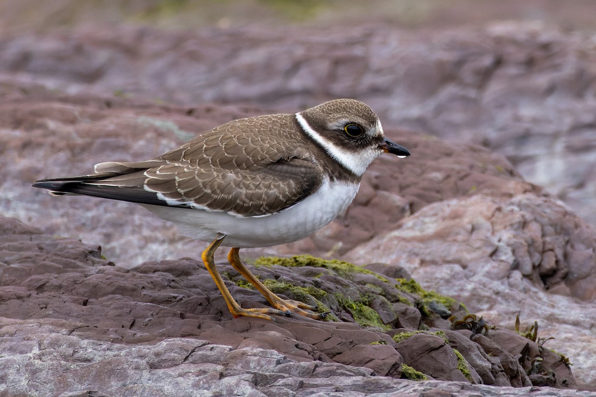 Semipalmated Plover - ML609037102