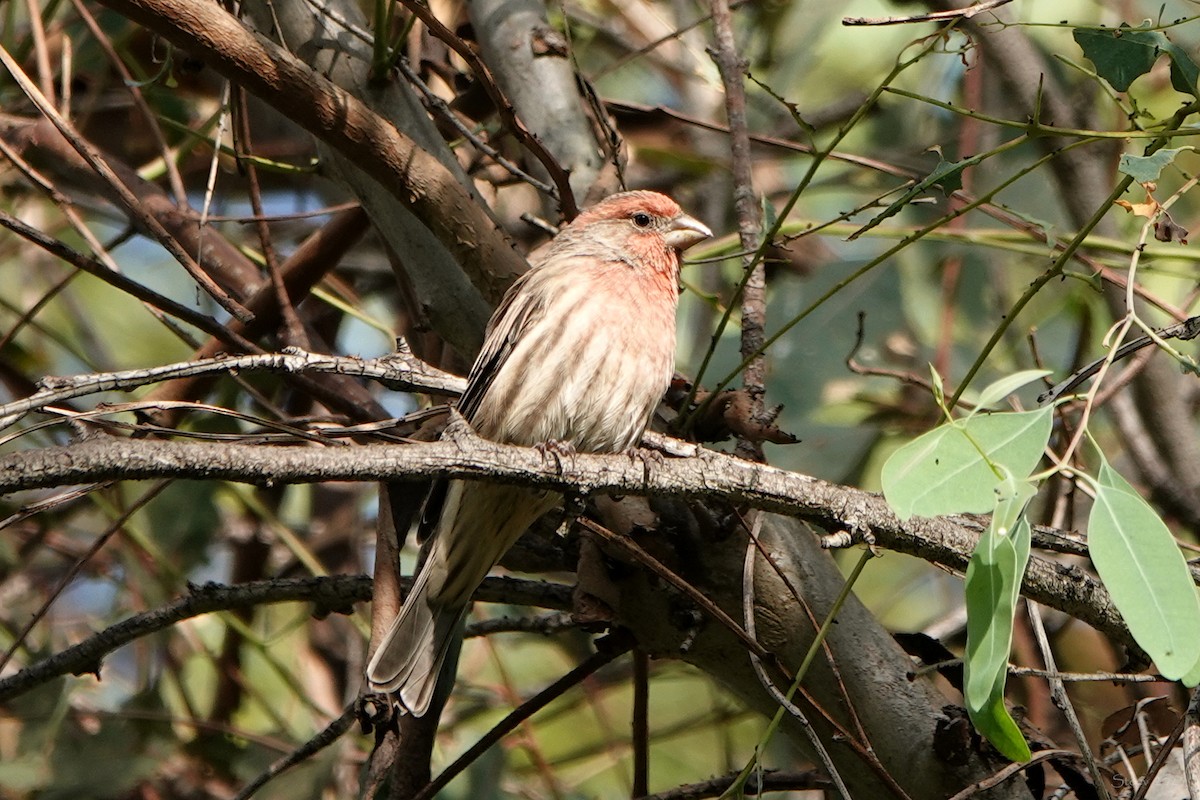 House Finch - ML609037156