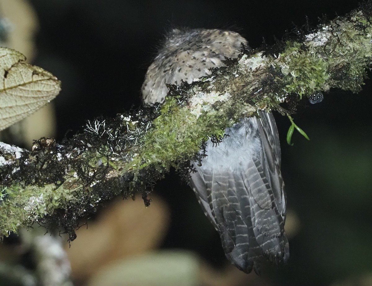 Mountain Owlet-nightjar - Stephan Lorenz