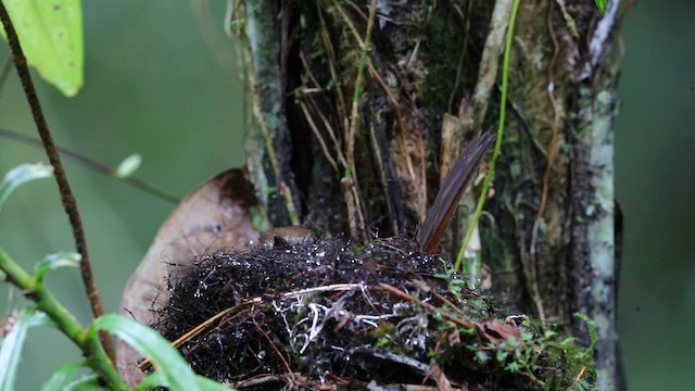 Bagobo Robin - ML609037194