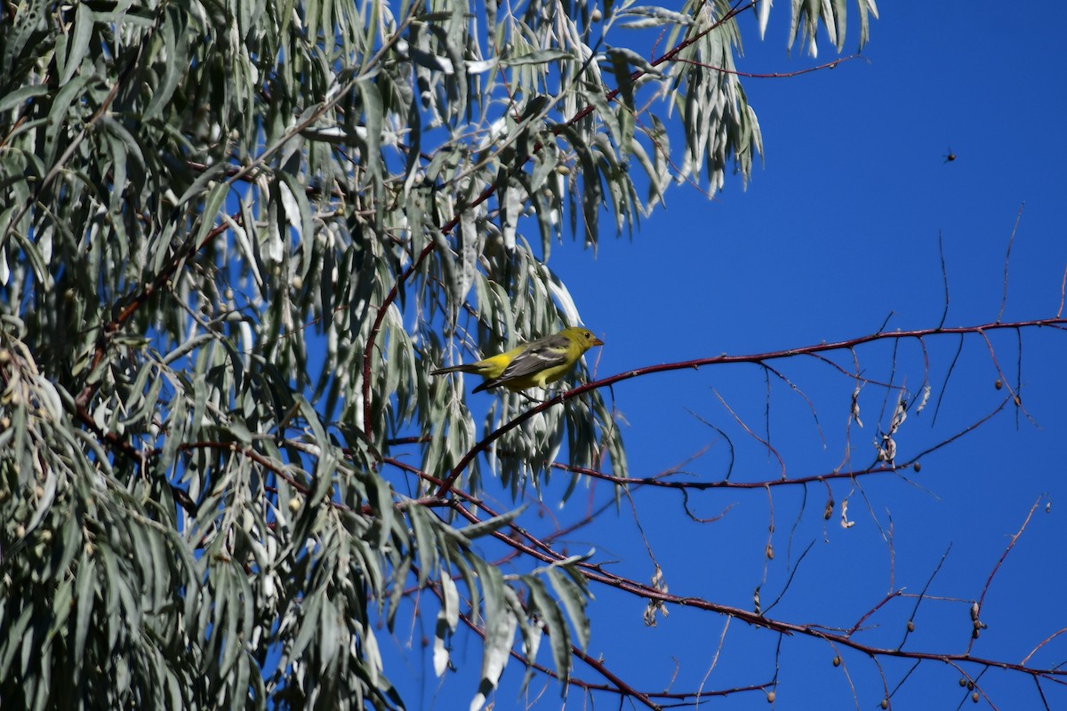 Western Tanager - ML609037249