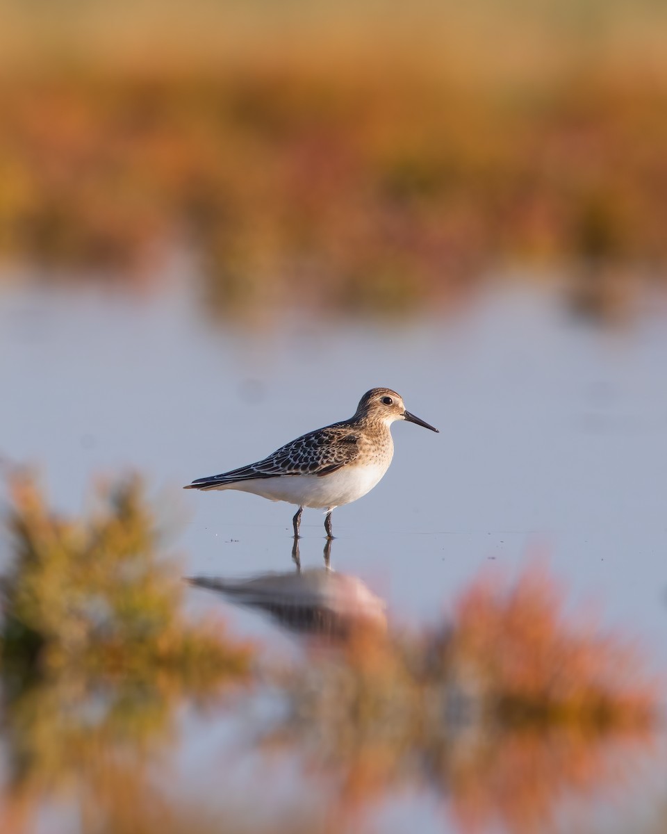 Baird's Sandpiper - ML609037286