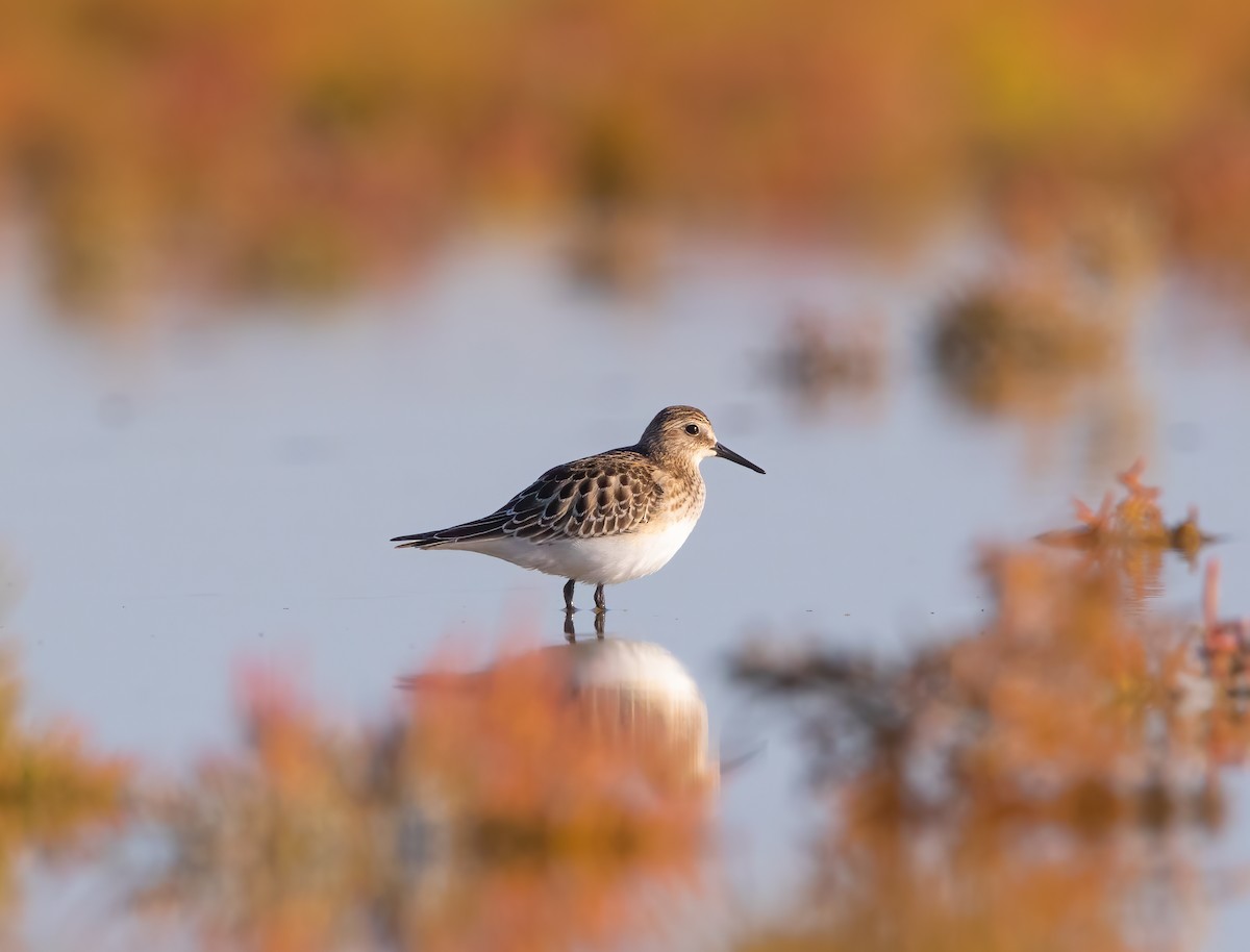 Baird's Sandpiper - ML609037287