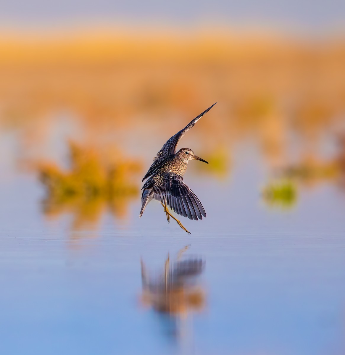 Pectoral Sandpiper - ML609037302