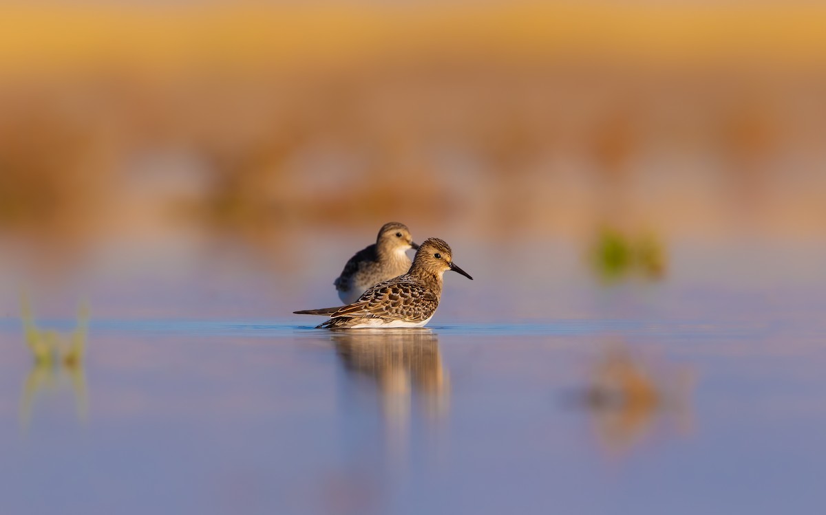 Baird's Sandpiper - ML609037326