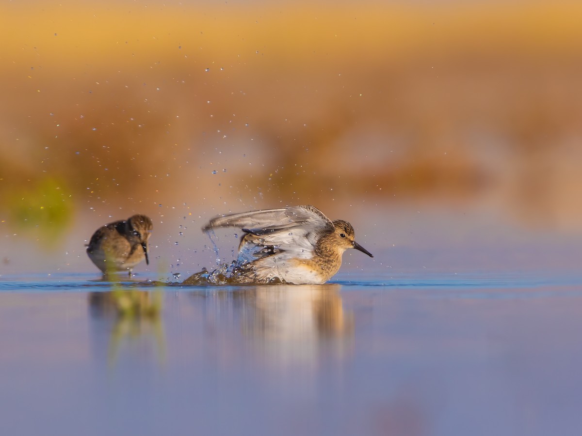 Baird's Sandpiper - ML609037327