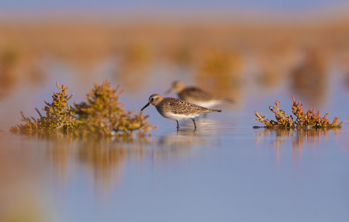 Baird's Sandpiper - ML609037328