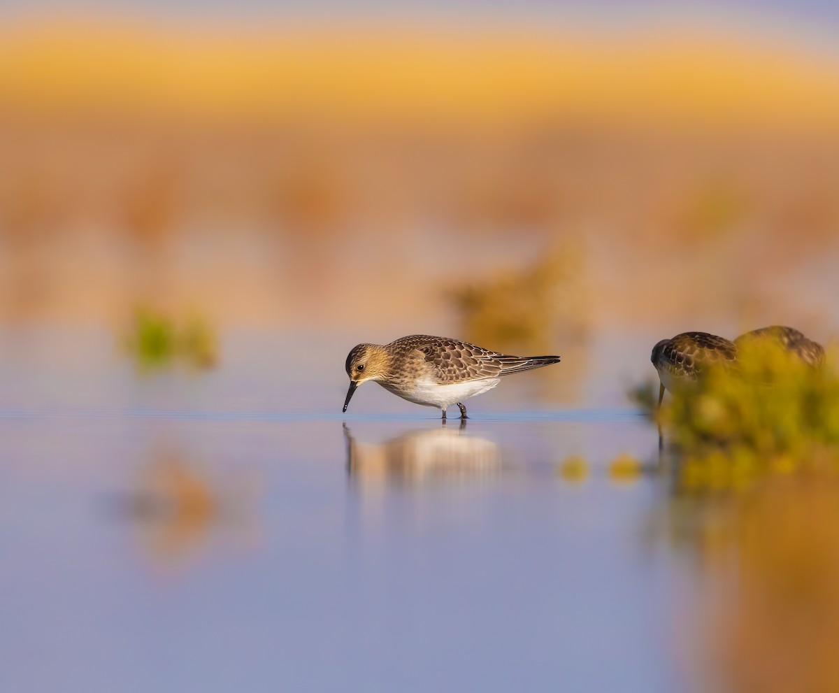 Baird's Sandpiper - ML609037329