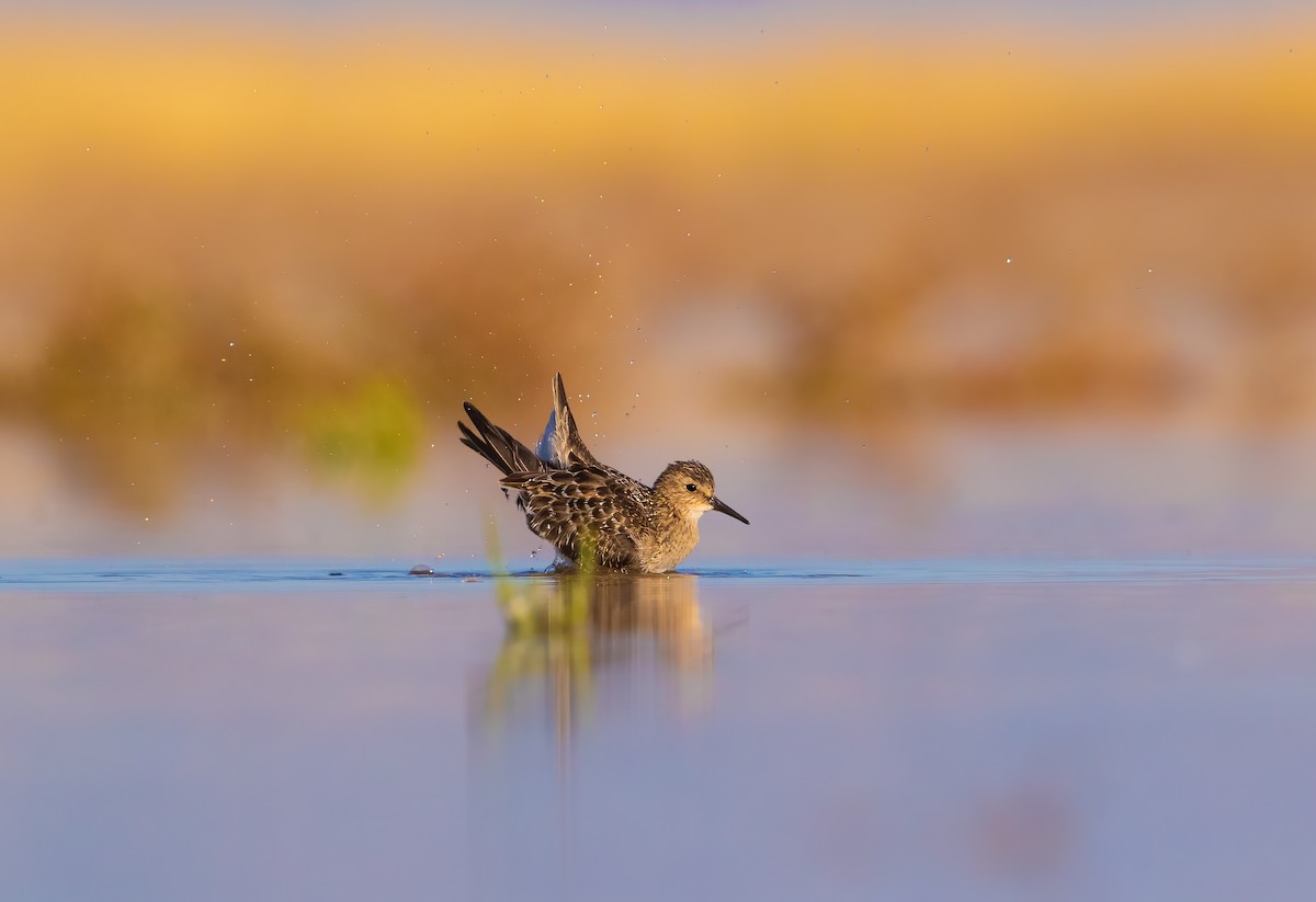 Baird's Sandpiper - ML609037330