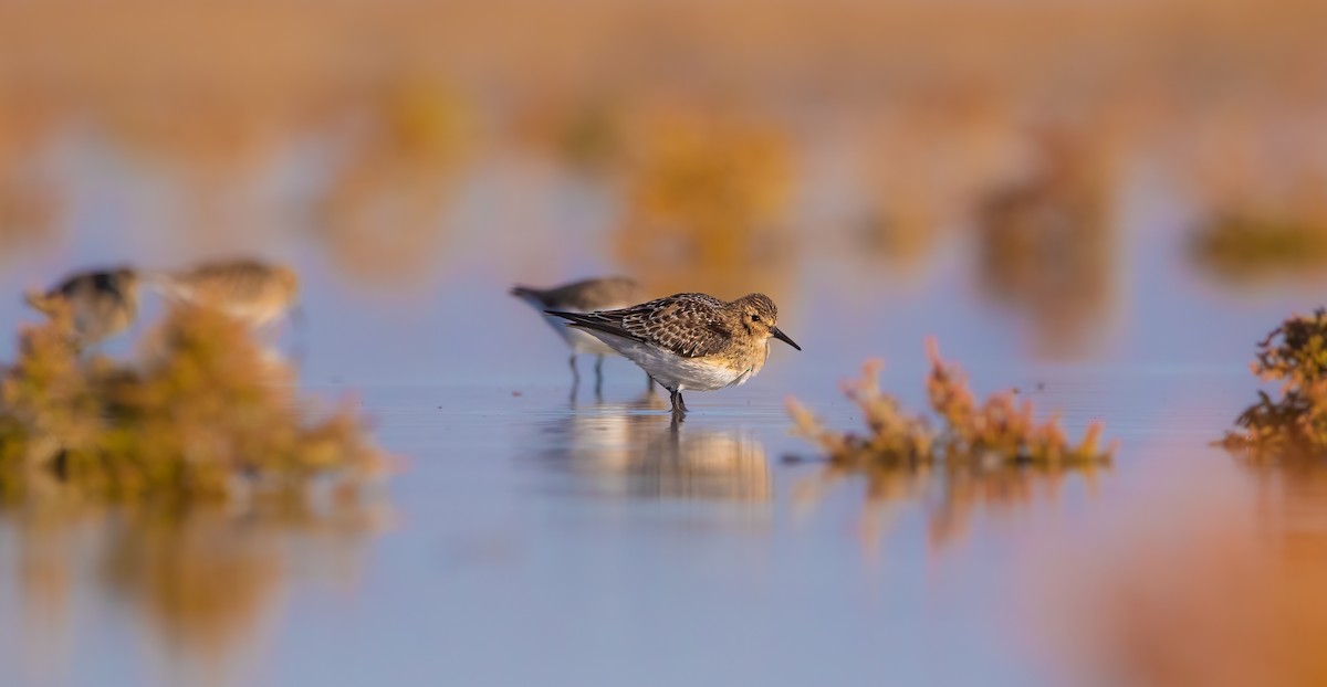 Baird's Sandpiper - ML609037342