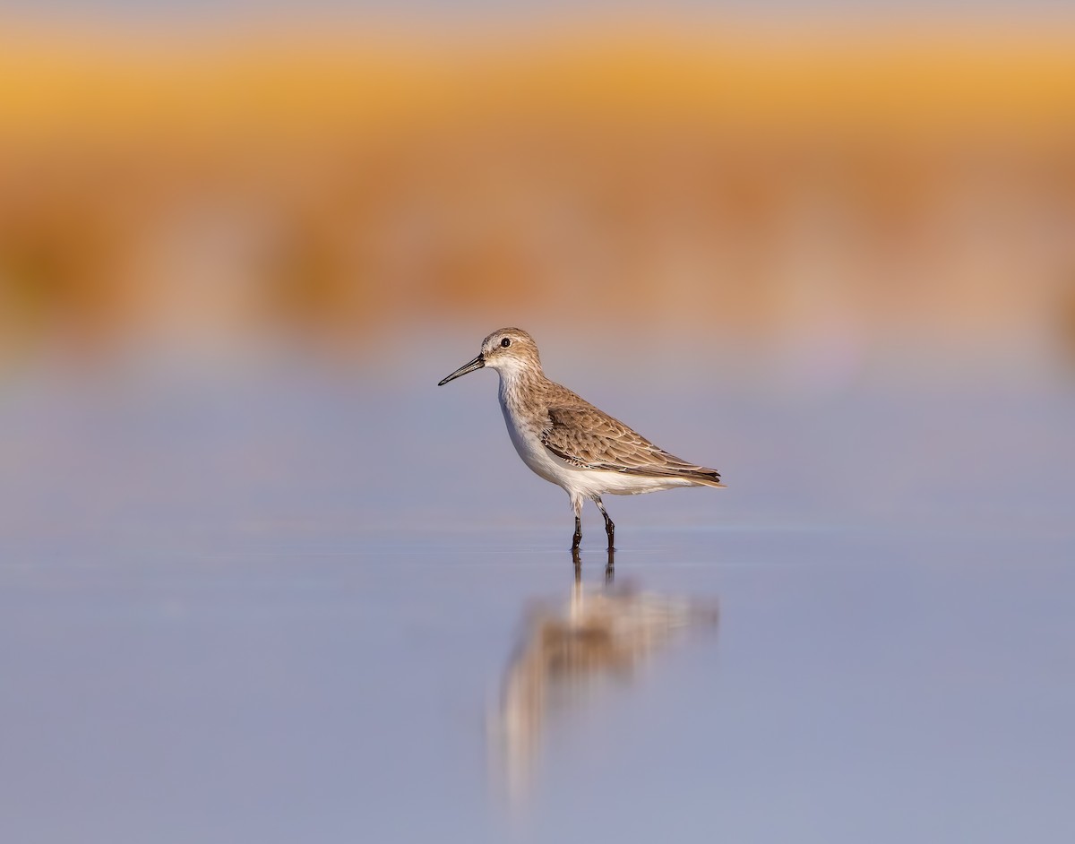 Western Sandpiper - ML609037347