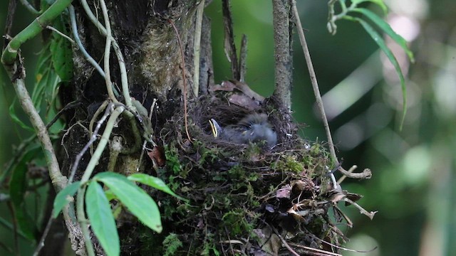 Bagobo Robin - ML609037353