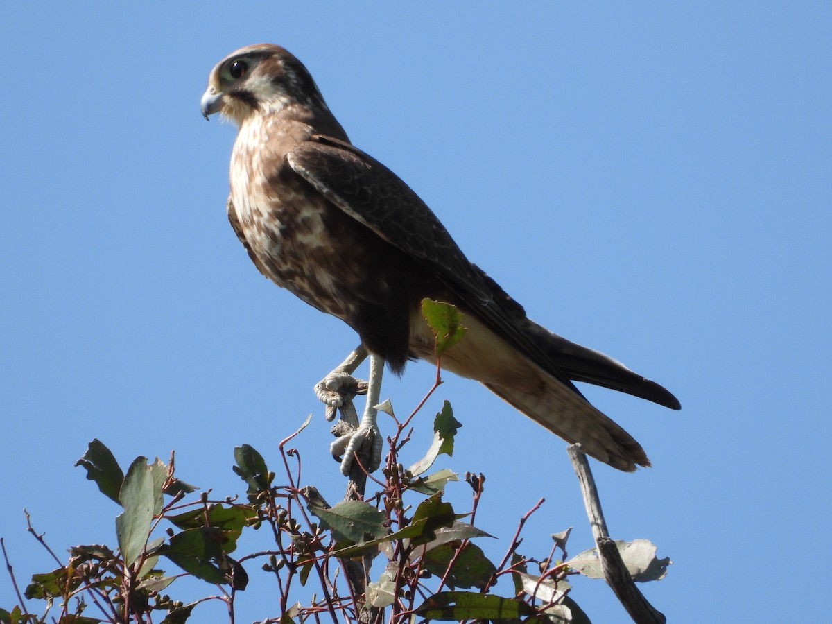 Brown Falcon - Rodney Macready