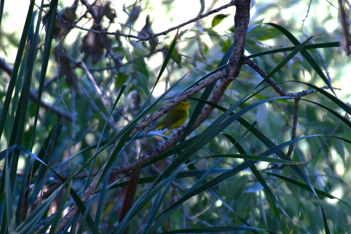 Wilson's Warbler - ML609037374