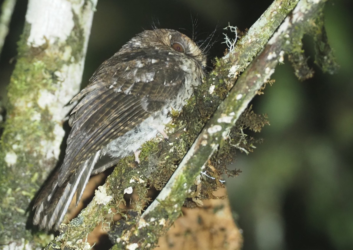 Mountain Owlet-nightjar - Stephan Lorenz