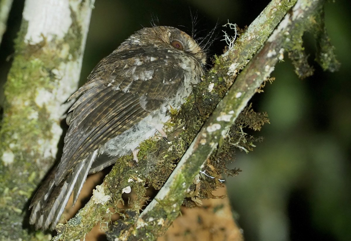 Mountain Owlet-nightjar - Stephan Lorenz