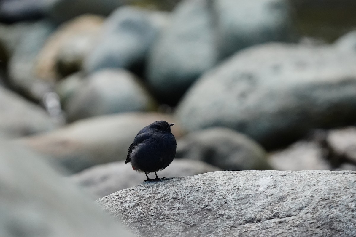 Plumbeous Redstart - ML609037479