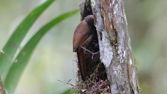 Bagobo Robin - ML609037513