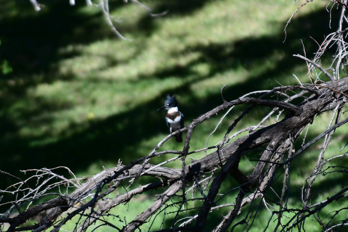 Belted Kingfisher - ML609037524