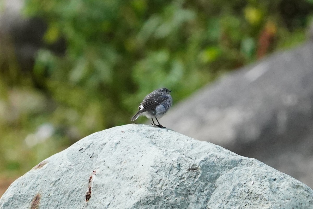 Plumbeous Redstart - ML609037545