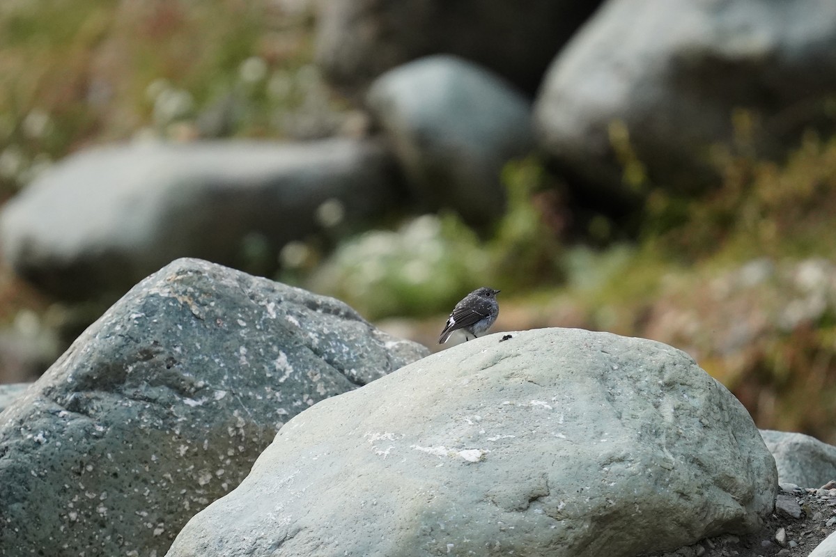 Plumbeous Redstart - ML609037549