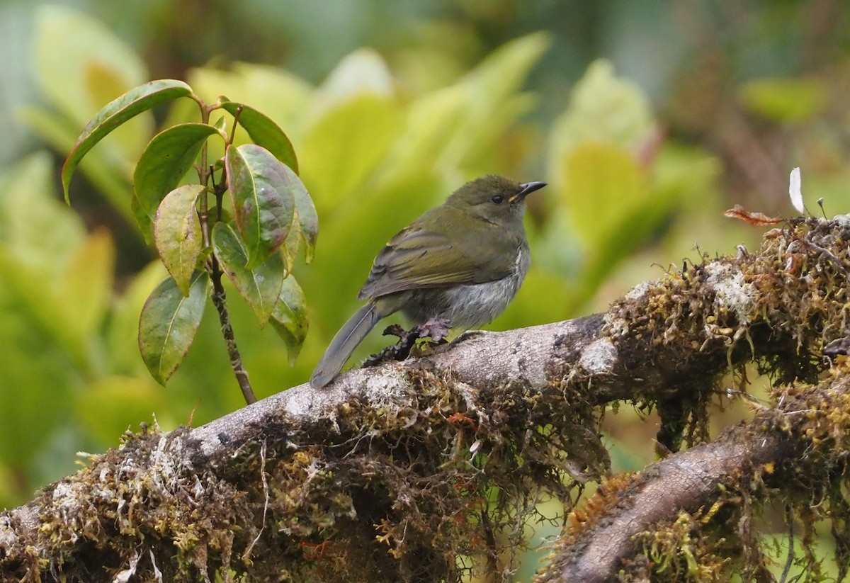 Fan-tailed Berrypecker - ML609037584