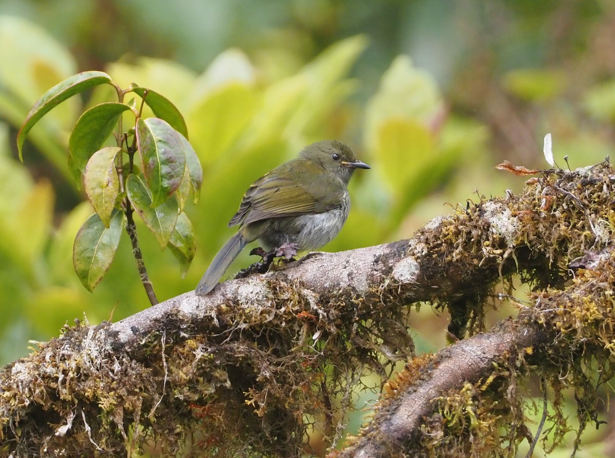 Fan-tailed Berrypecker - ML609037588