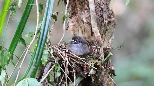 Bagobo Robin - ML609037602