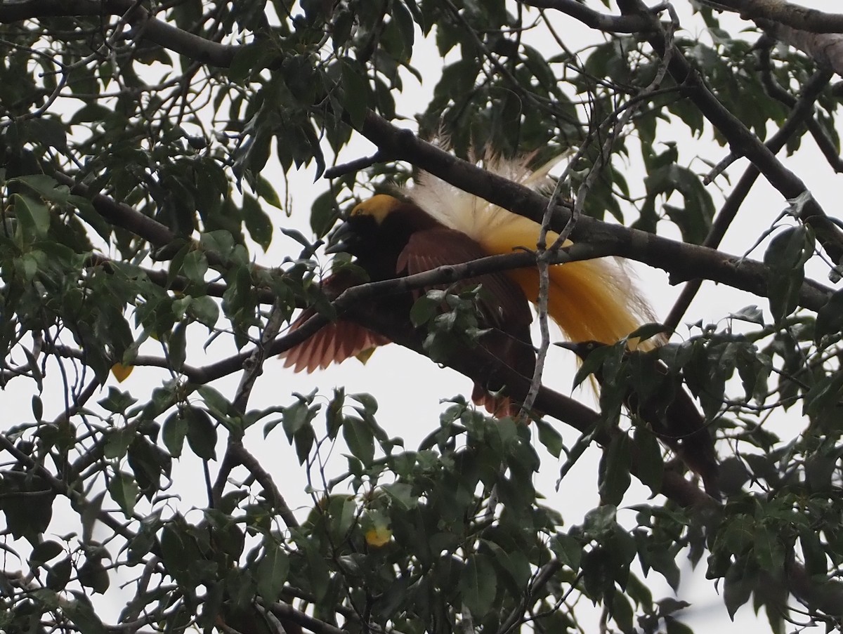 Greater Bird-of-Paradise - ML609037668