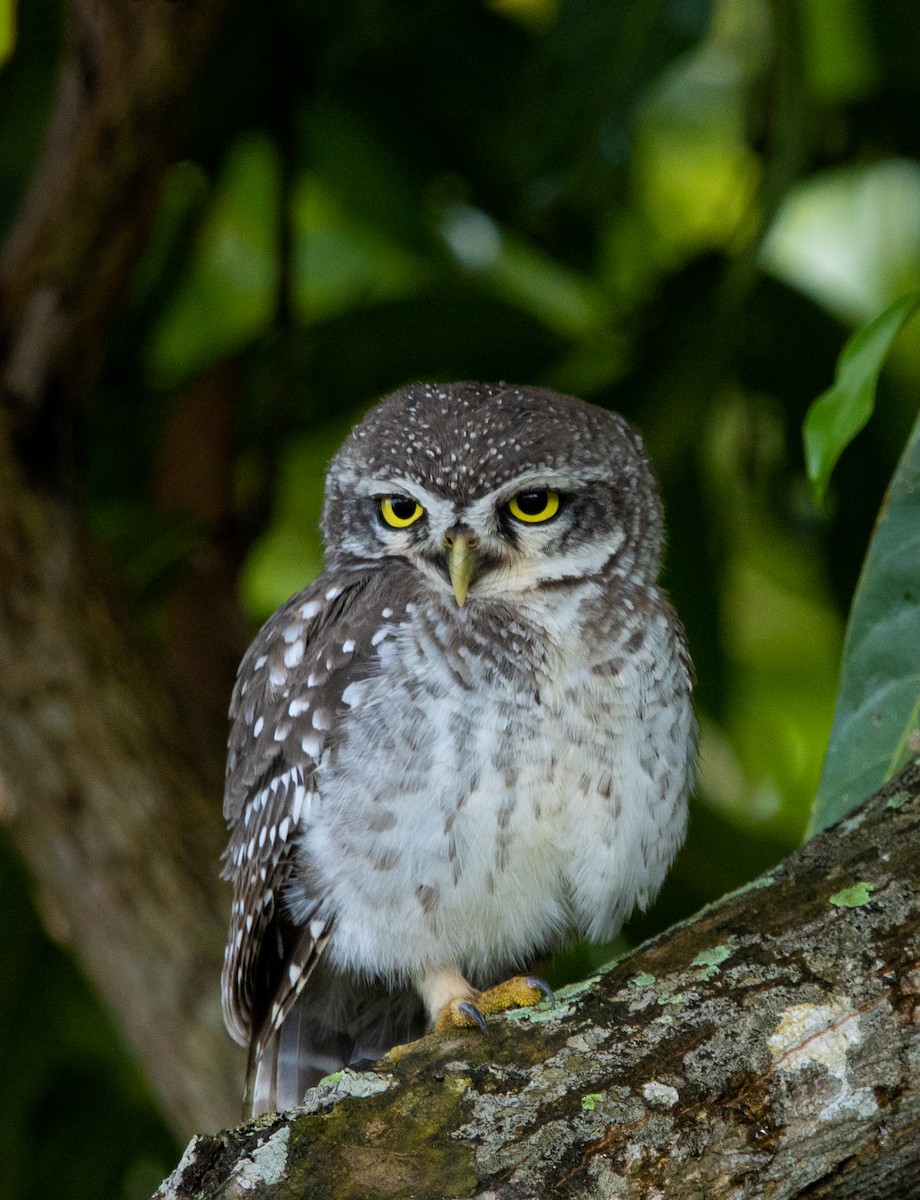 Spotted Owlet - ML609037704