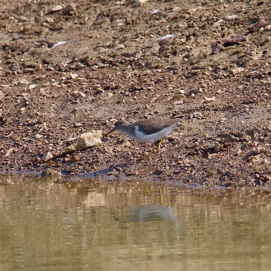 Spotted Sandpiper - ML609037851