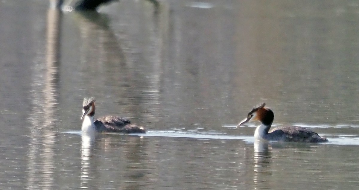 Great Crested Grebe - ML609037866