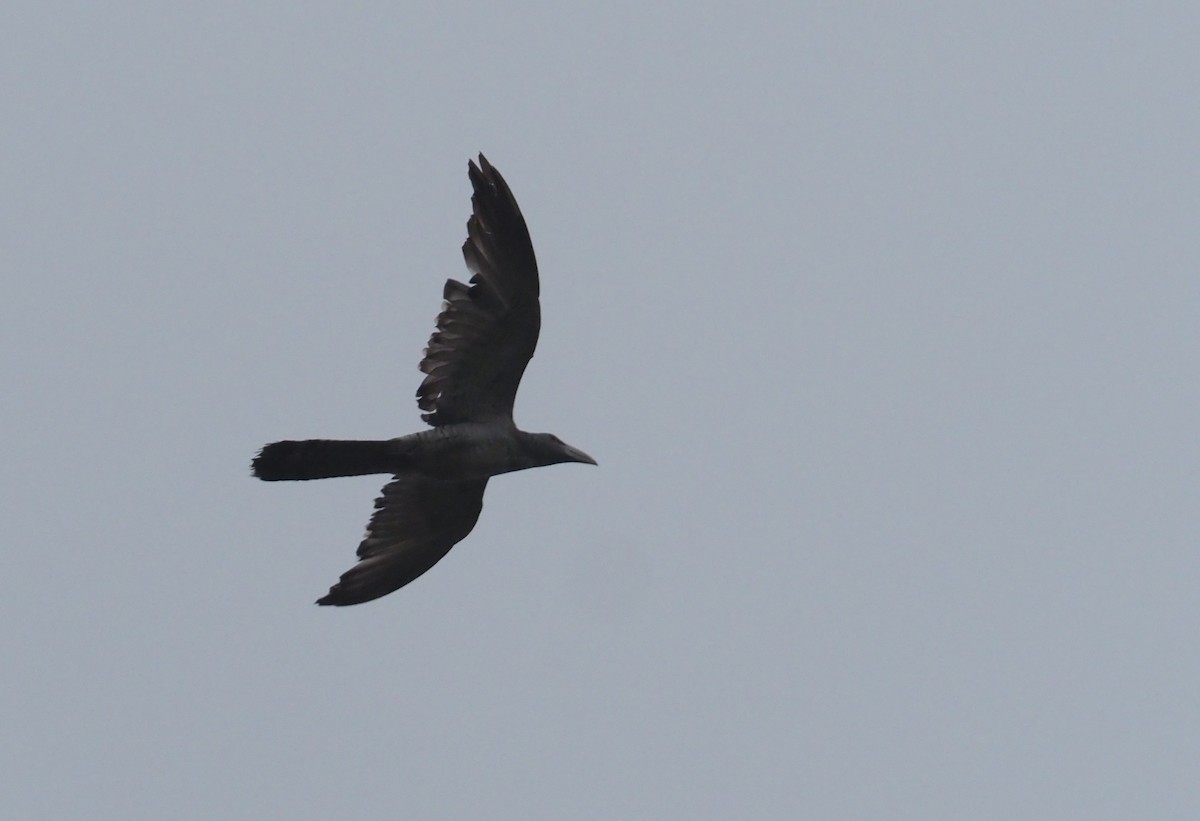 Channel-billed Cuckoo - Stephan Lorenz