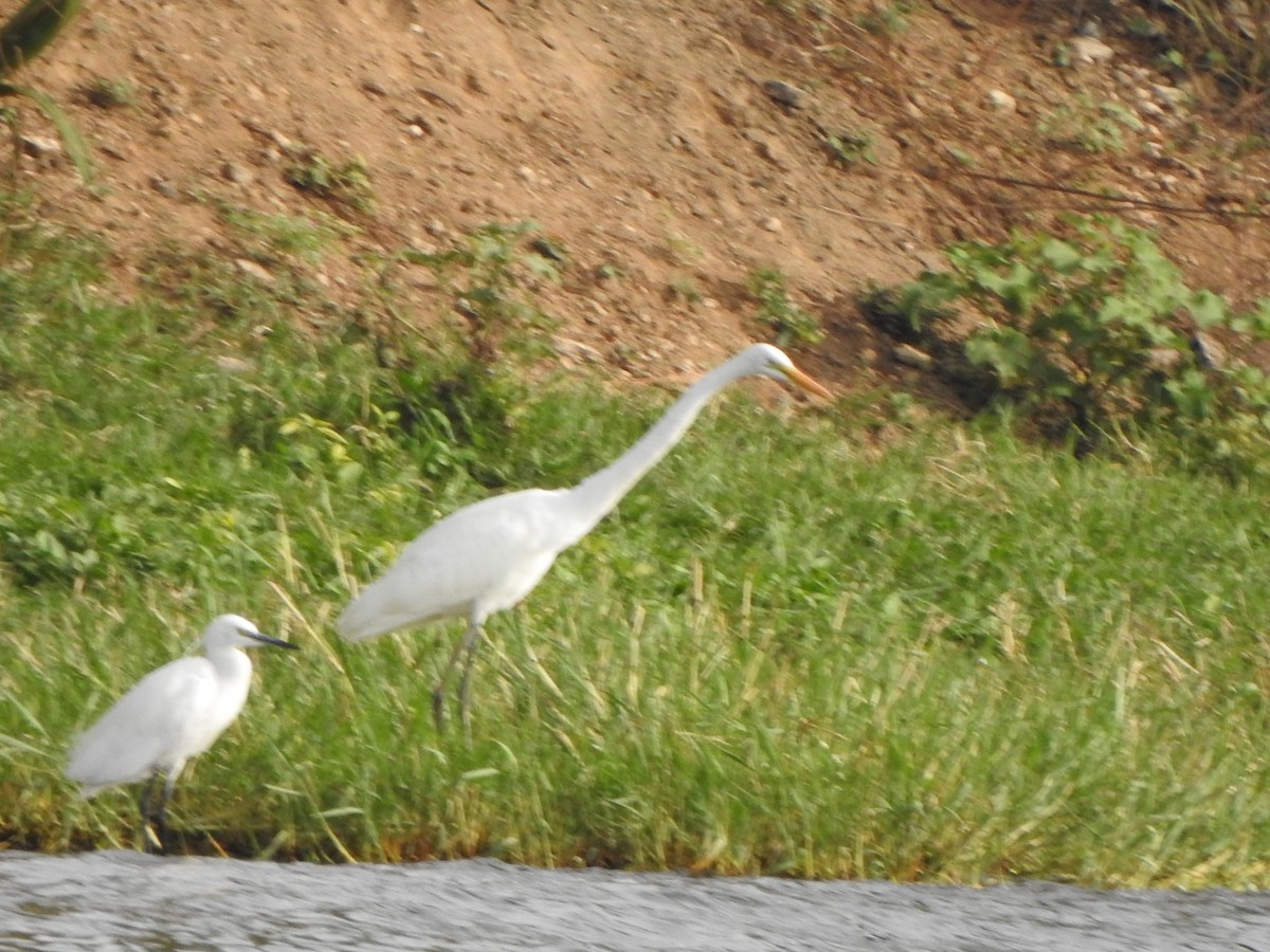 Great Egret - ML609037915