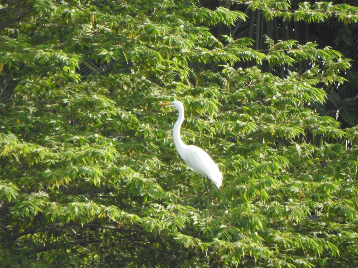 Grande Aigrette - ML609037917