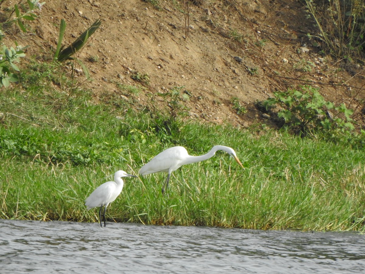 Great Egret - ML609037918