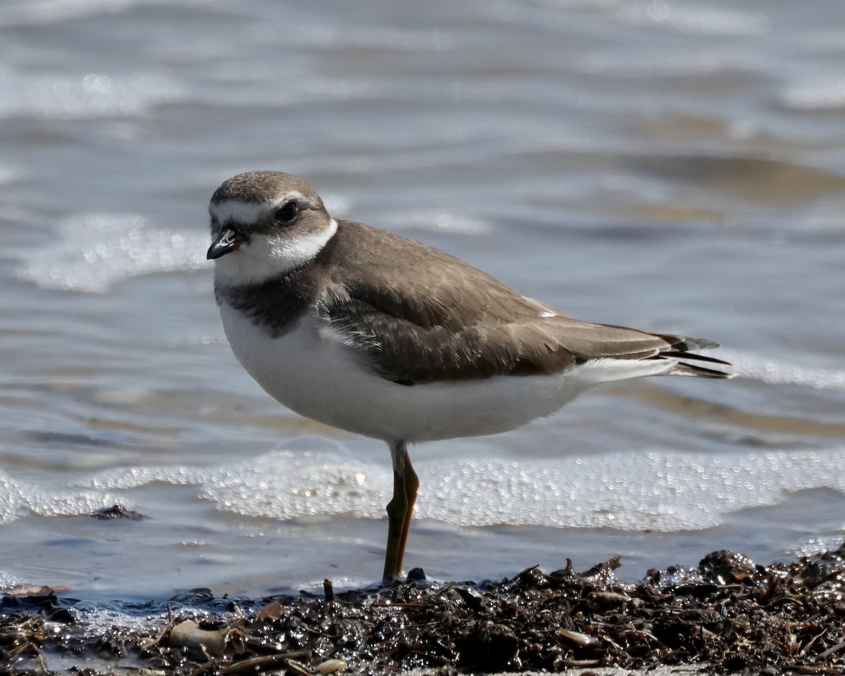 Semipalmated Plover - ML609037972