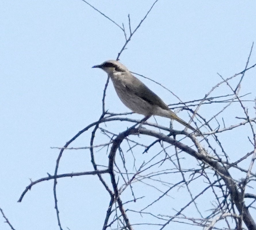 Singing Honeyeater - ML609038008