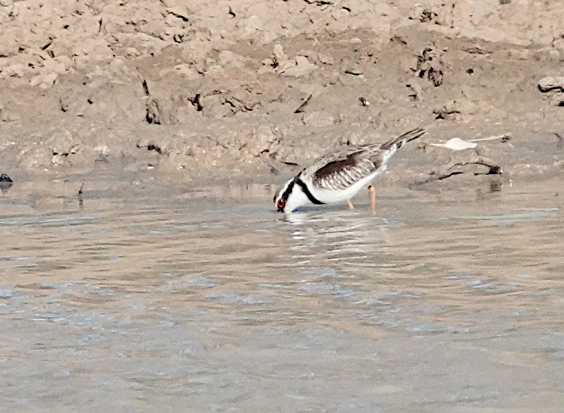 Black-fronted Dotterel - ML609038042