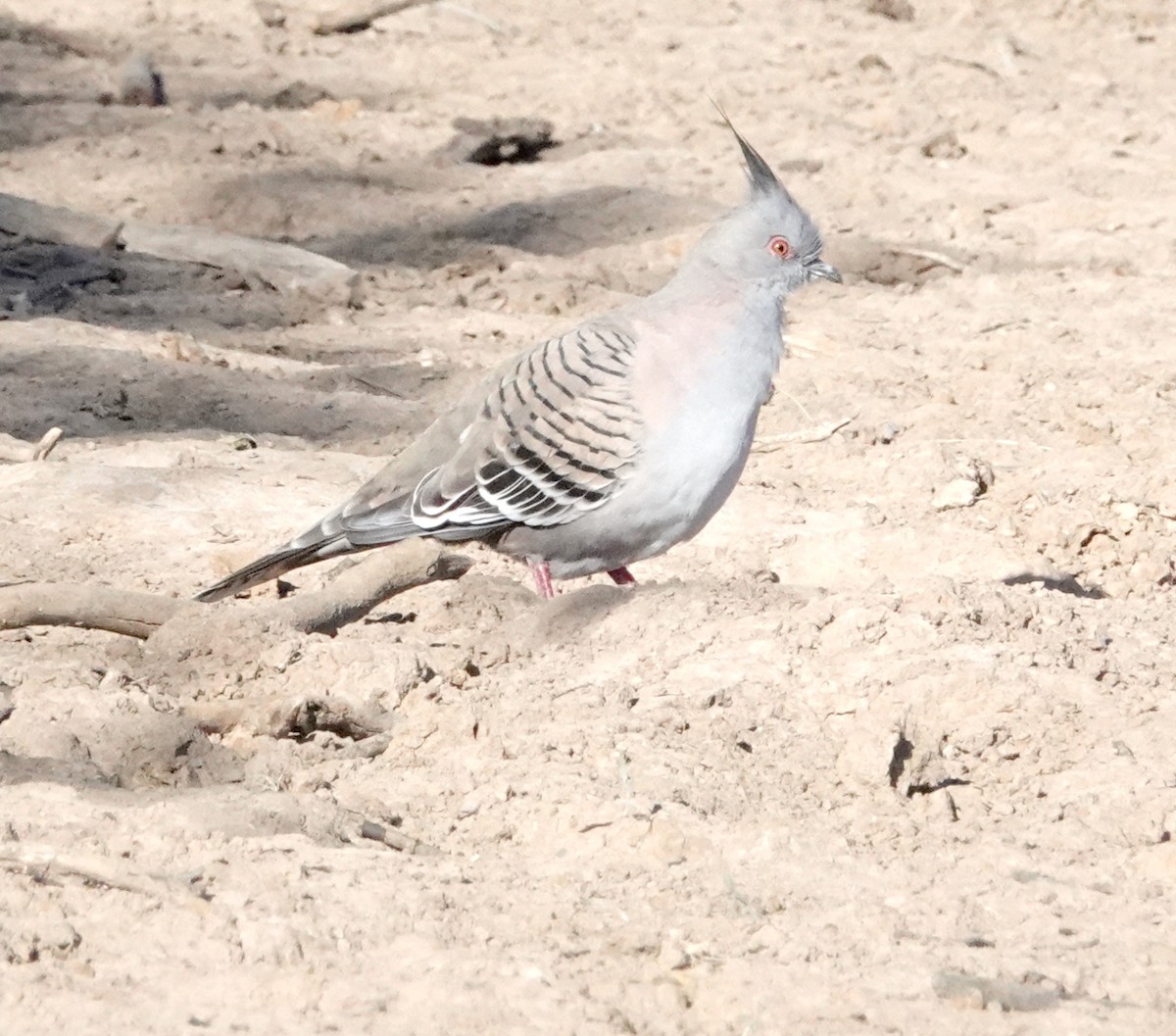 Crested Pigeon - ML609038051