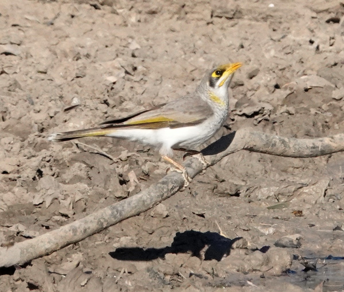 Yellow-throated Miner - ML609038060