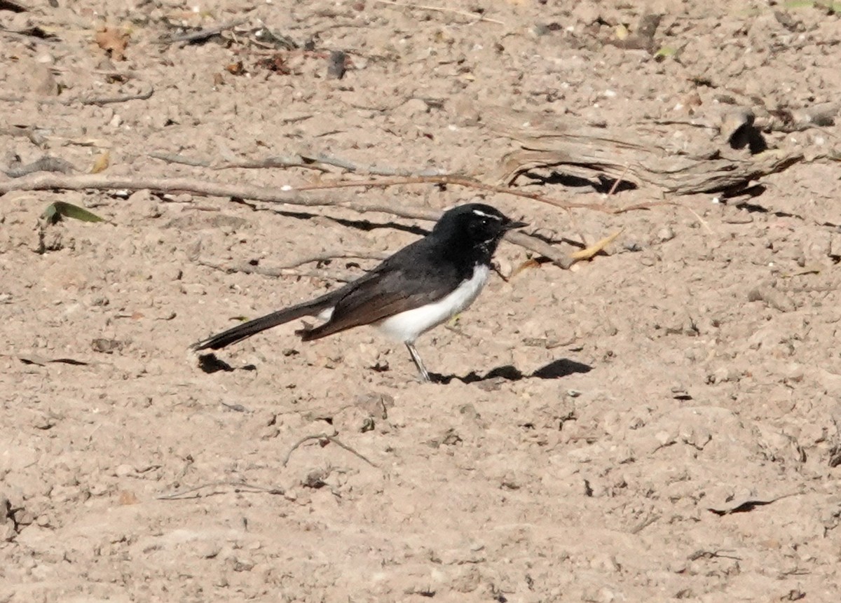 Willie-wagtail - ML609038063