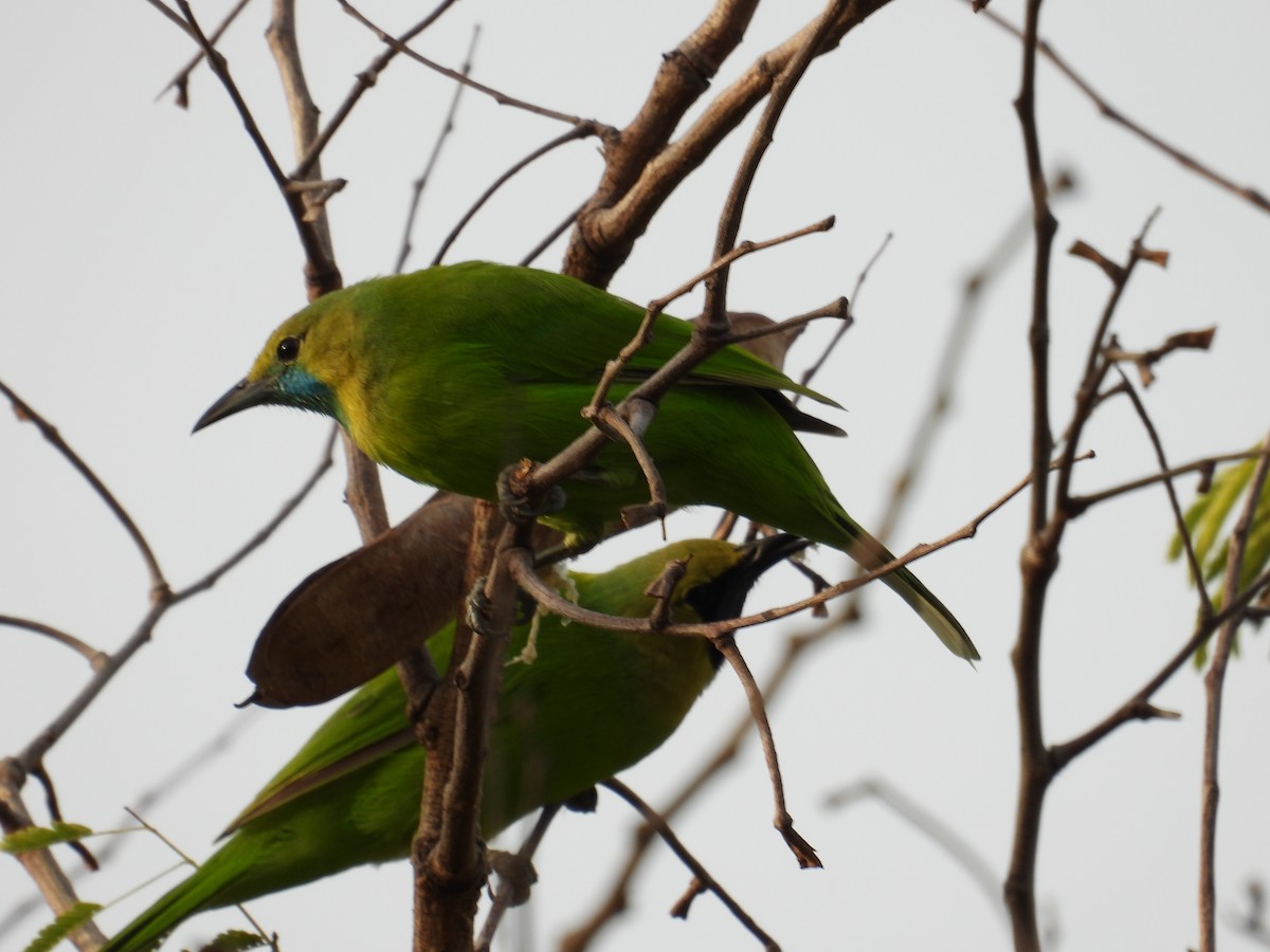 Jerdon's Leafbird - Ananth Kaitharam