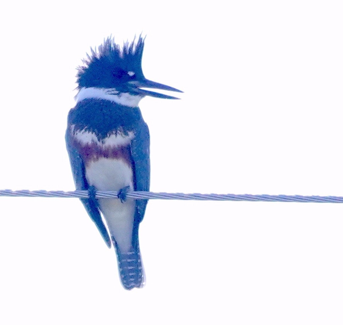 Belted Kingfisher - Jamie Simmons