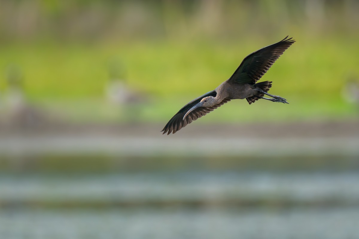 ibis americký - ML609038164
