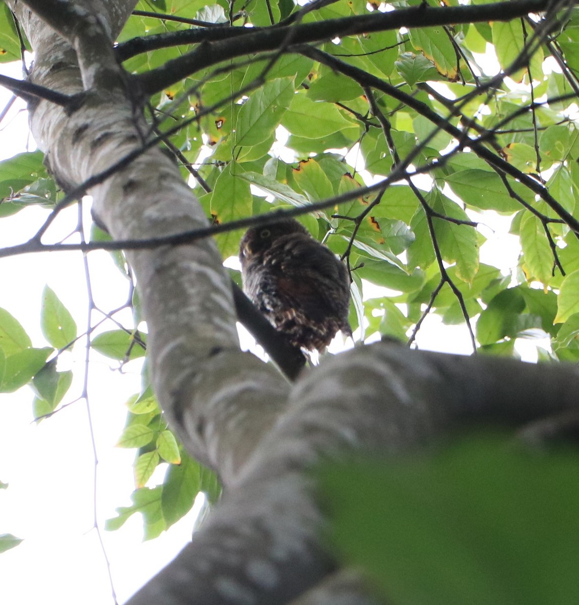 Jungle Owlet - ML609038183