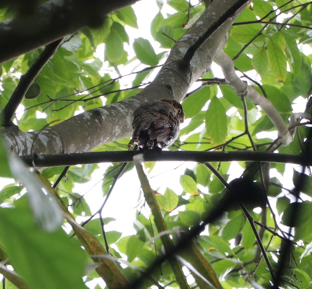 Jungle Owlet - ML609038184