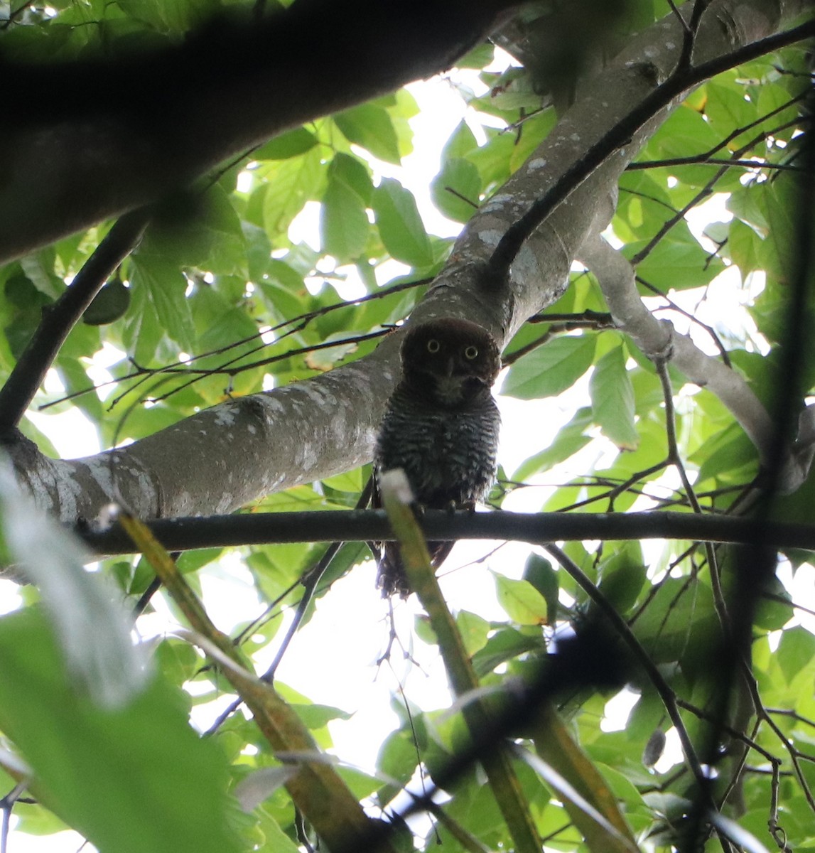 Jungle Owlet - ML609038188